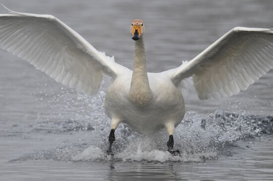 Lebediny State Nature Sanctuary