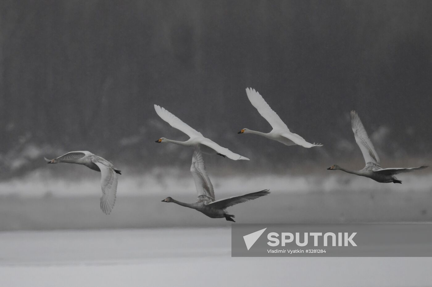 Lebediny State Nature Sanctuary