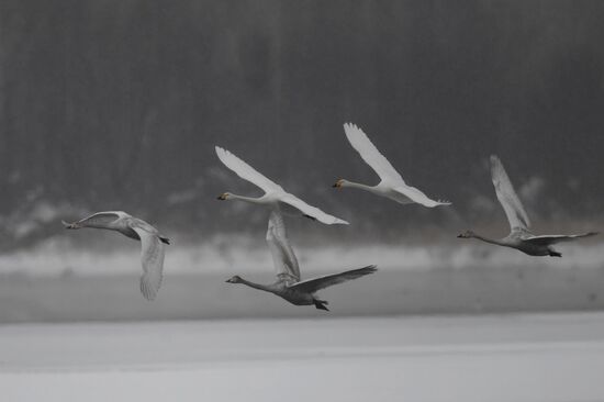 Lebediny State Nature Sanctuary