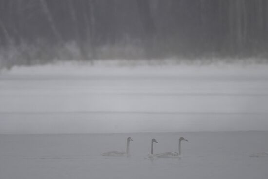 Lebediny State Nature Sanctuary