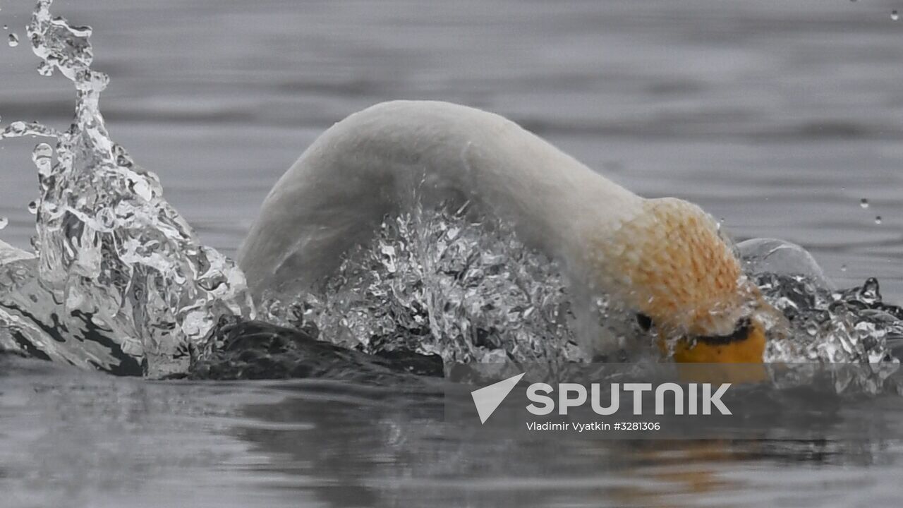 Lebediny State Nature Sanctuary