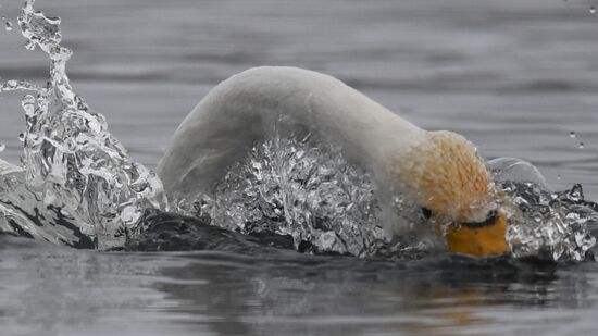Lebediny State Nature Sanctuary
