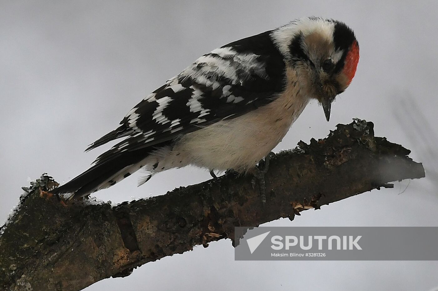 Woodpecker