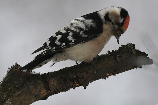 Woodpecker