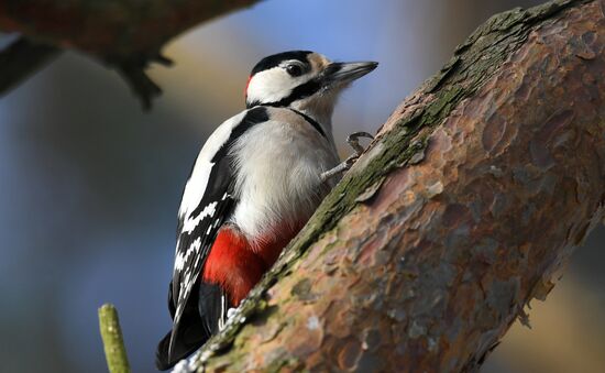 Woodpecker
