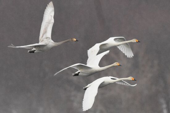 Lebediny State Nature Sanctuary