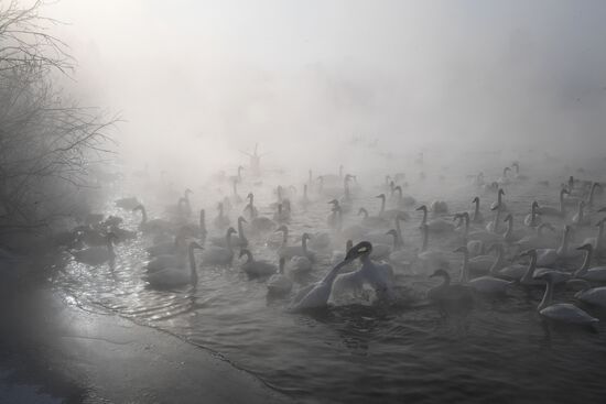Lebediny State Nature Sanctuary