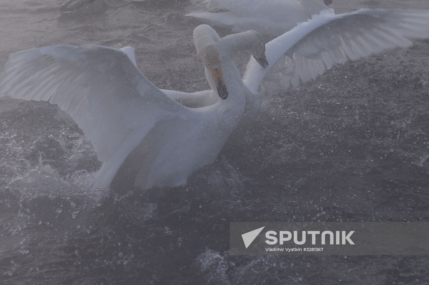 Lebediny State Nature Sanctuary