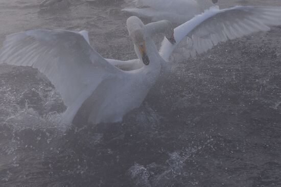 Lebediny State Nature Sanctuary