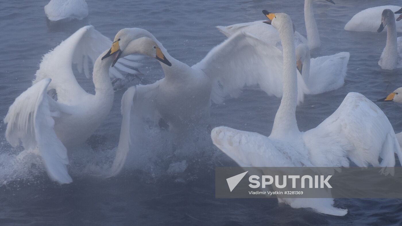Lebediny State Nature Sanctuary