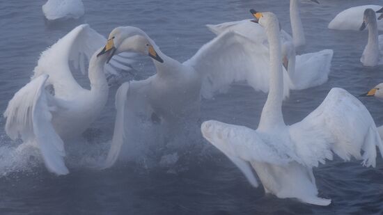 Lebediny State Nature Sanctuary