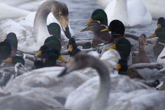 Lebediny State Nature Sanctuary