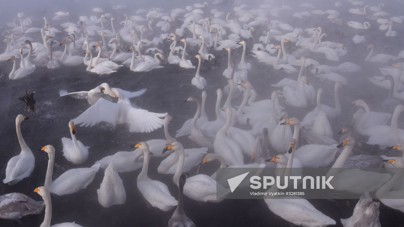 Lebediny State Nature Sanctuary