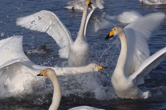 Lebediny State Nature Sanctuary