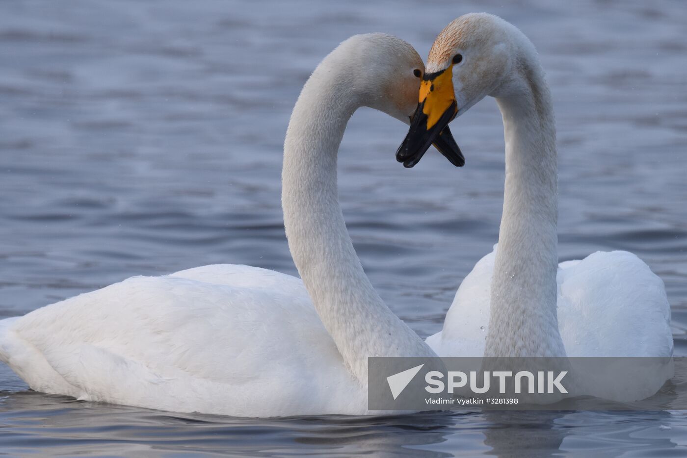 Lebediny State Nature Sanctuary