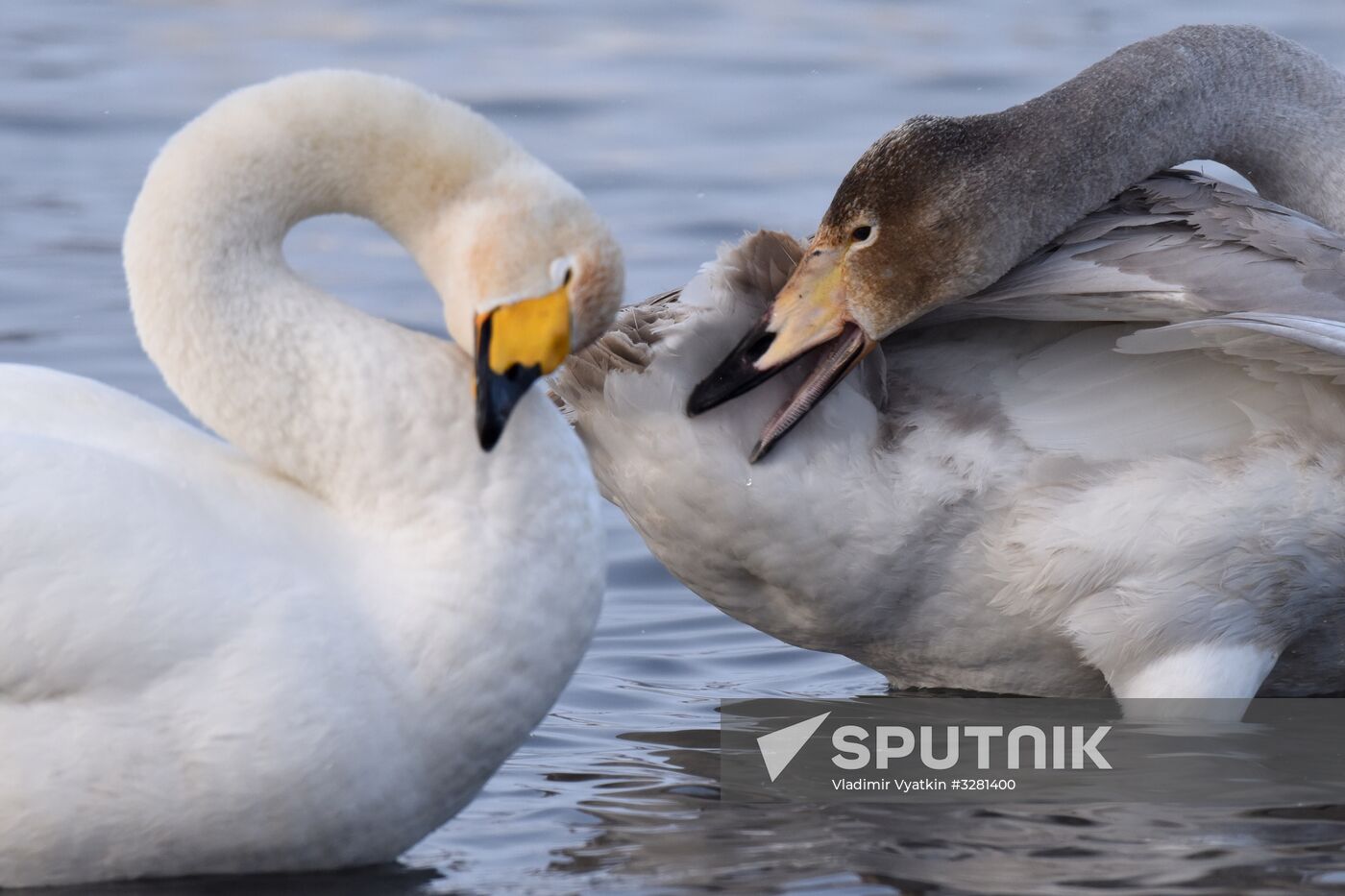 Lebediny State Nature Sanctuary