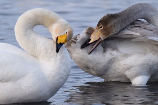 Lebediny State Nature Sanctuary