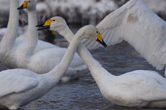 Lebediny State Nature Sanctuary