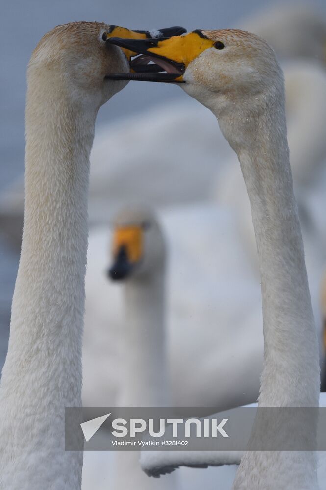 Lebediny State Nature Sanctuary