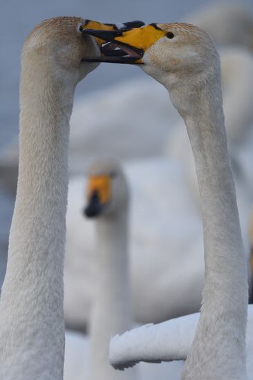 Lebediny State Nature Sanctuary