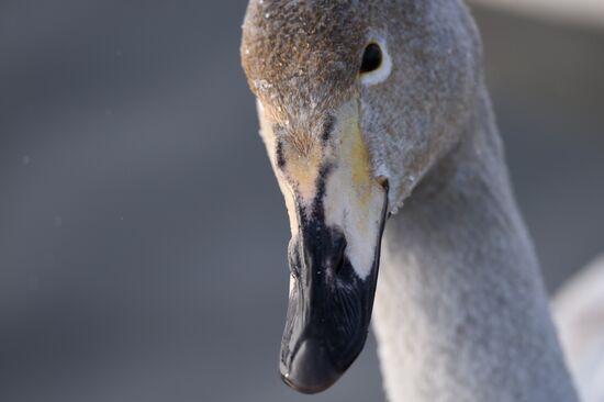 Lebediny State Nature Sanctuary