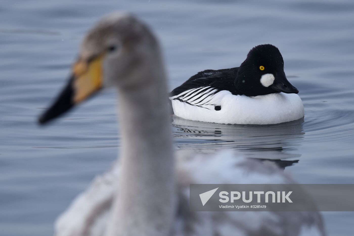 Lebediny State Nature Sanctuary