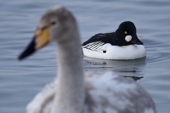 Lebediny State Nature Sanctuary