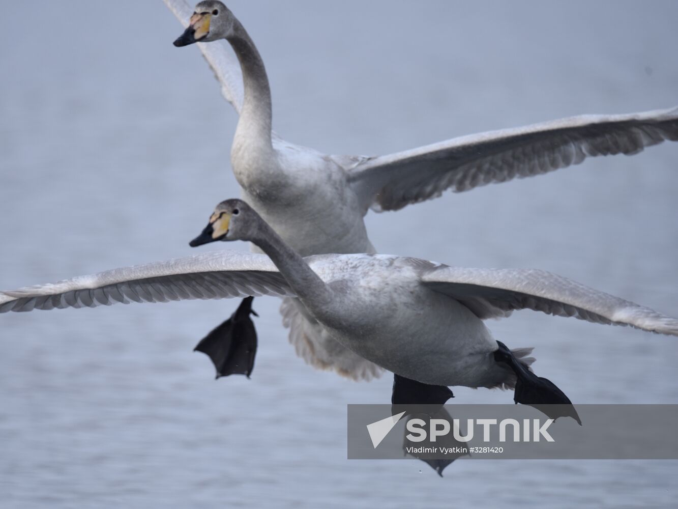 Lebediny State Nature Sanctuary