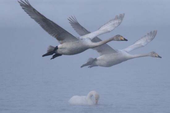 Lebediny State Nature Sanctuary