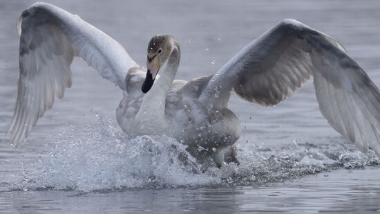 Lebediny State Nature Sanctuary