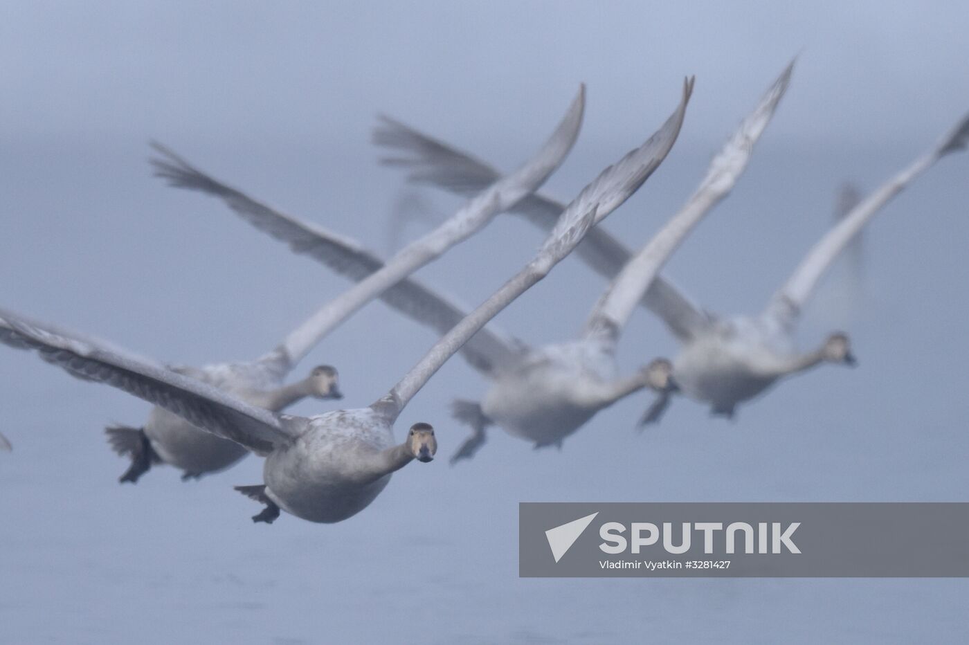 Lebediny State Nature Sanctuary