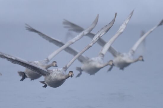 Lebediny State Nature Sanctuary
