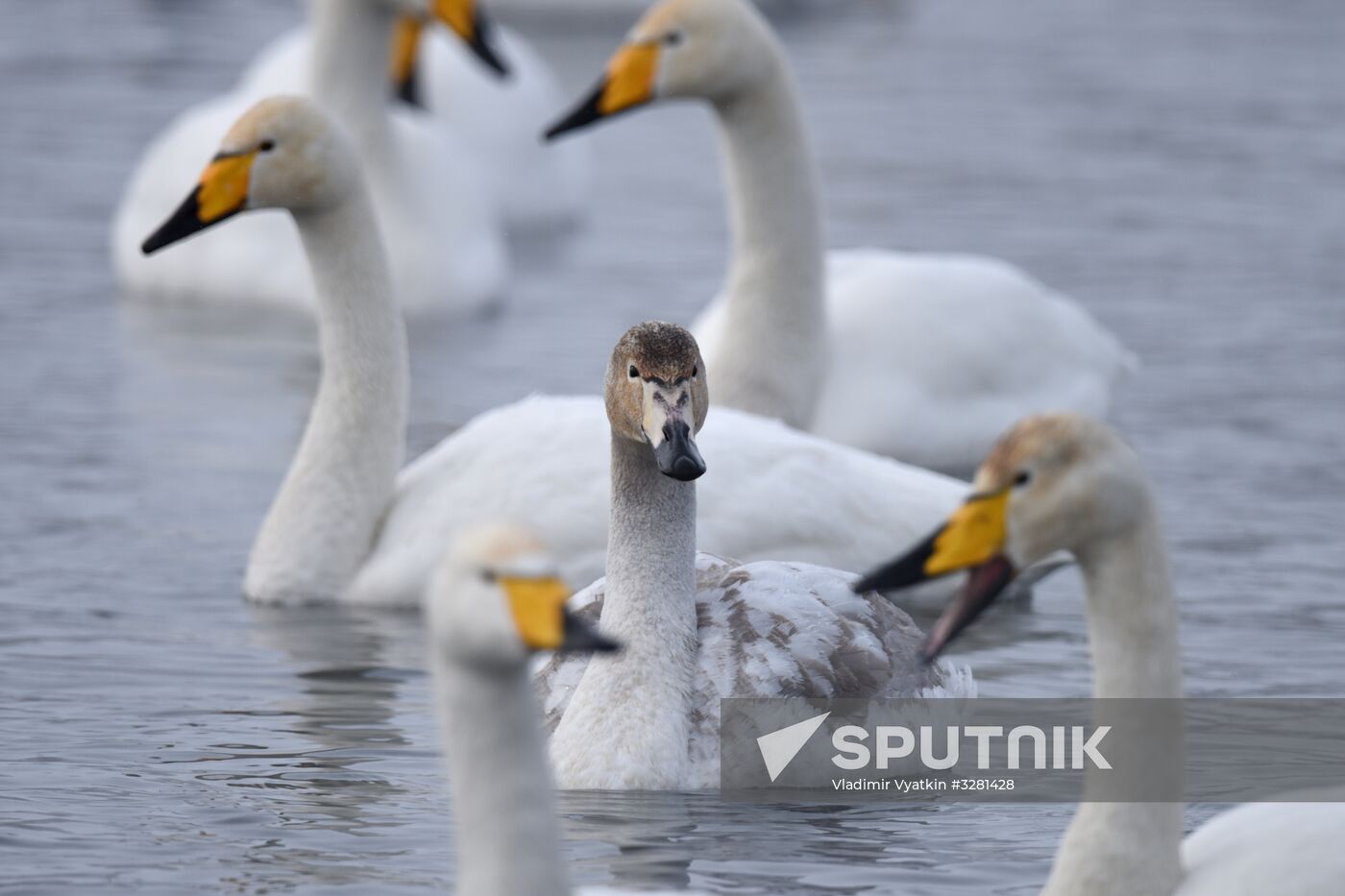 Lebediny State Nature Sanctuary