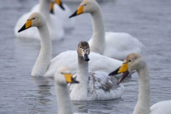 Lebediny State Nature Sanctuary