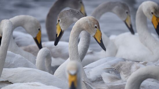 Lebediny State Nature Sanctuary