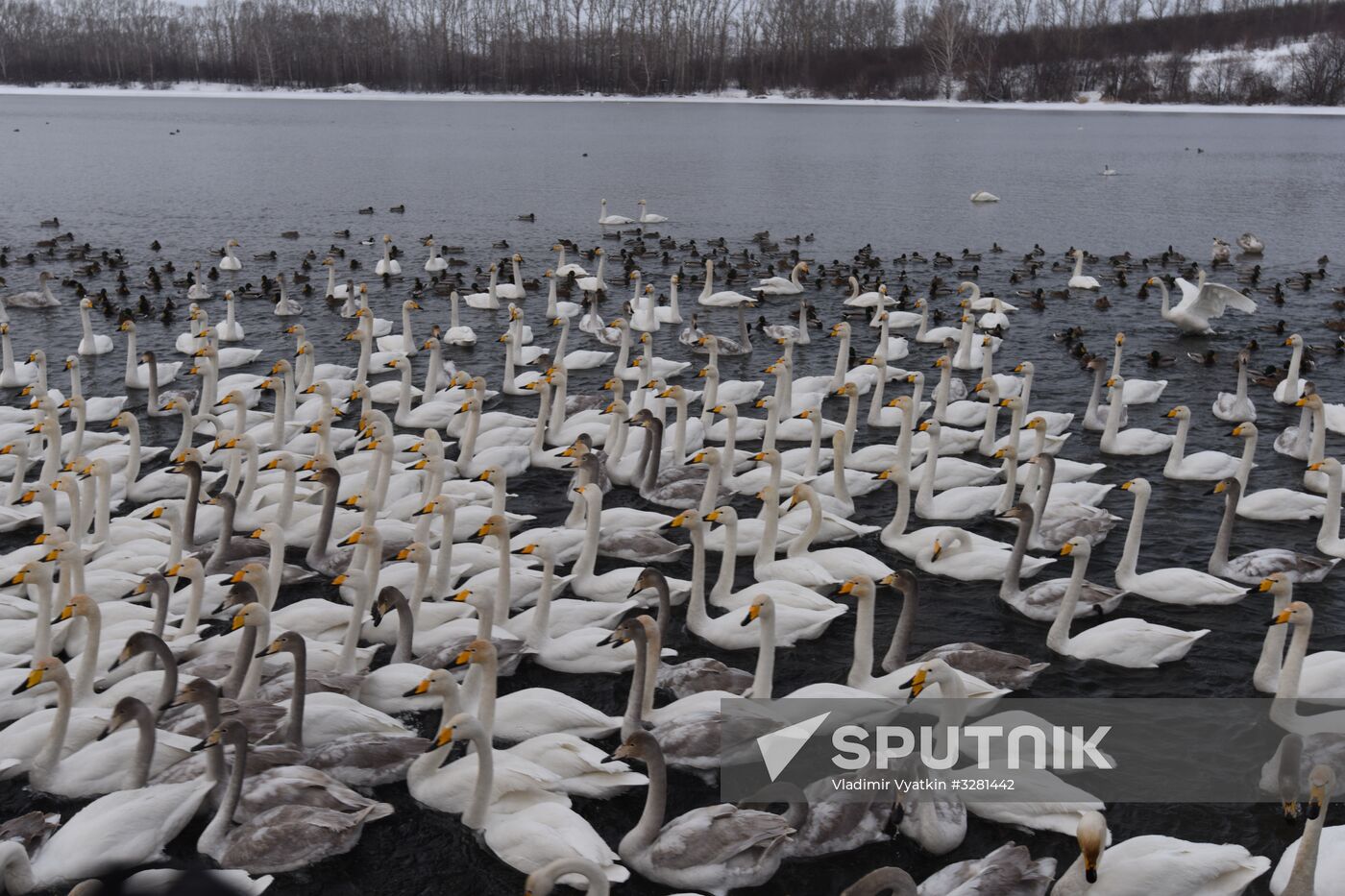 Lebediny State Nature Sanctuary