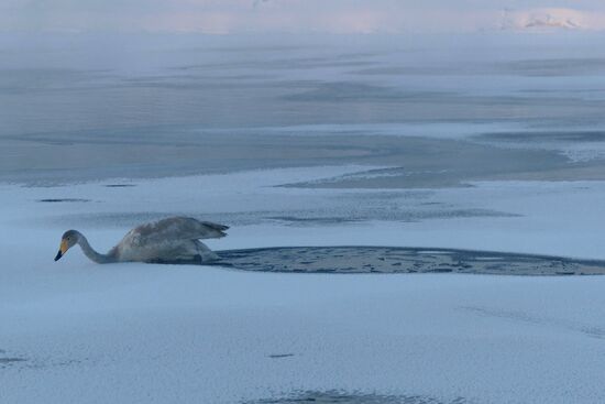Lebediny State Nature Sanctuary