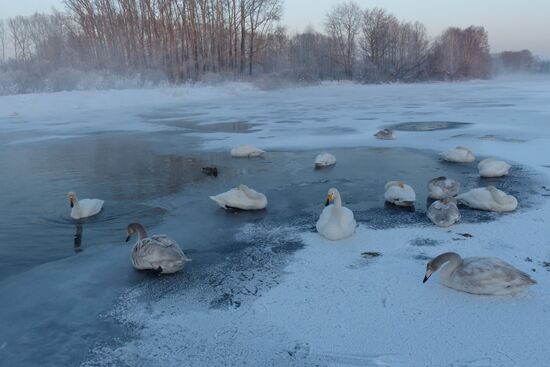 Lebediny State Nature Sanctuary