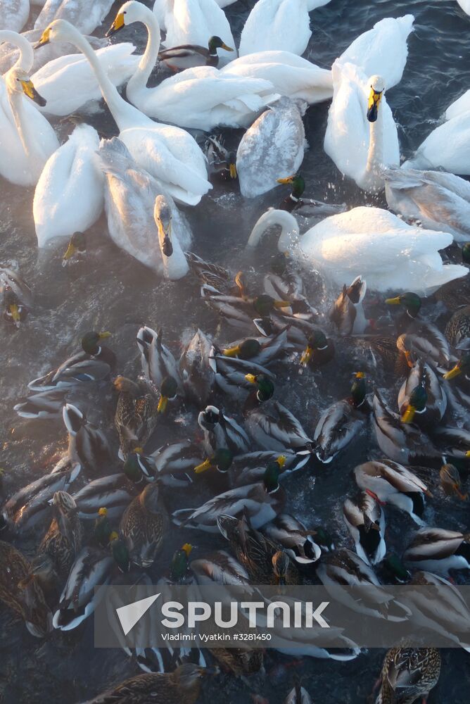 Lebediny State Nature Sanctuary