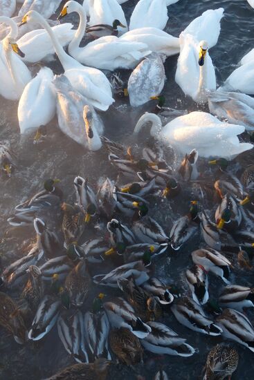 Lebediny State Nature Sanctuary