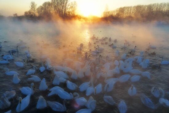 Lebediny State Nature Sanctuary