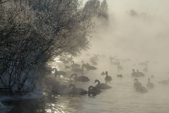 Lebediny State Nature Sanctuary