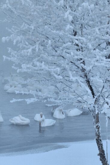 Lebediny State Nature Sanctuary