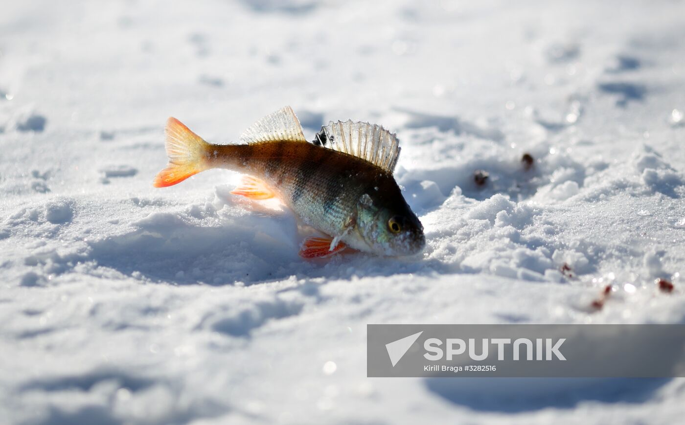 Fishing championship in Volgograd Region