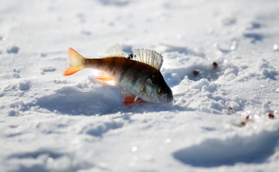 Fishing championship in Volgograd Region