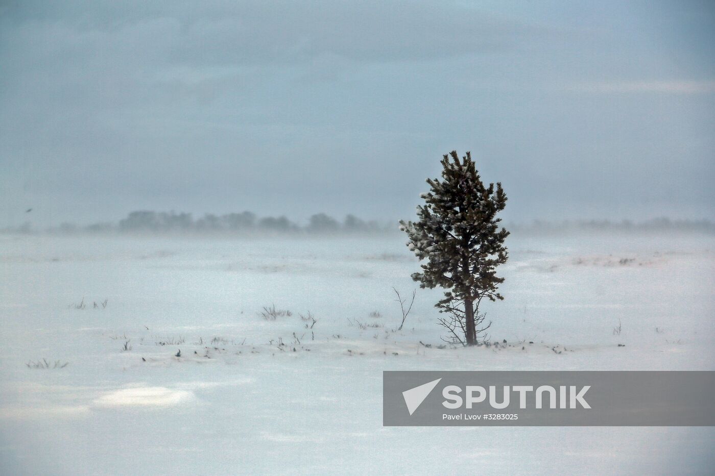 Tundra agricultural production cooperative in Murmansk Region