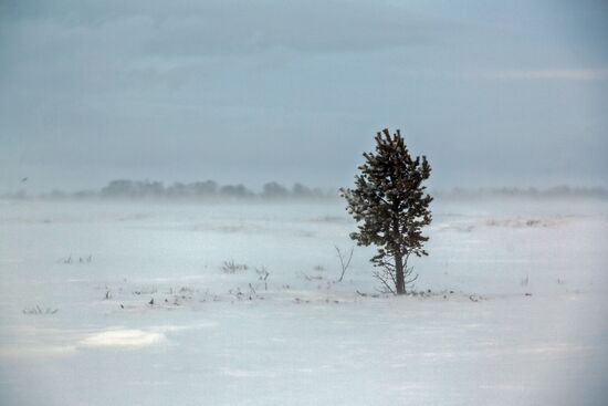 Tundra agricultural production cooperative in Murmansk Region