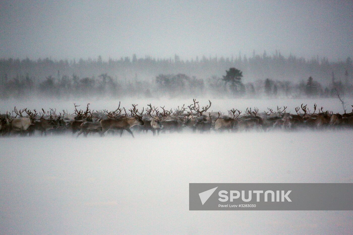Tundra agricultural production cooperative in Murmansk Region