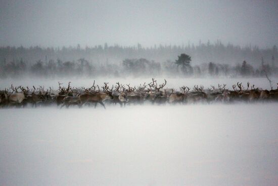 Tundra agricultural production cooperative in Murmansk Region
