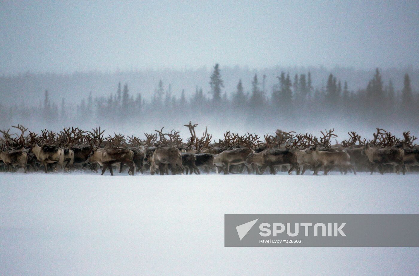 Tundra agricultural production cooperative in Murmansk Region